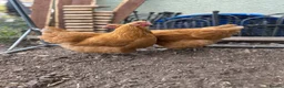 Chickens poultry for sale: Pair of buff Orpingtons - Advert 3