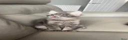 Maine Coon cats for sale: Pretty Boy - Advert 3