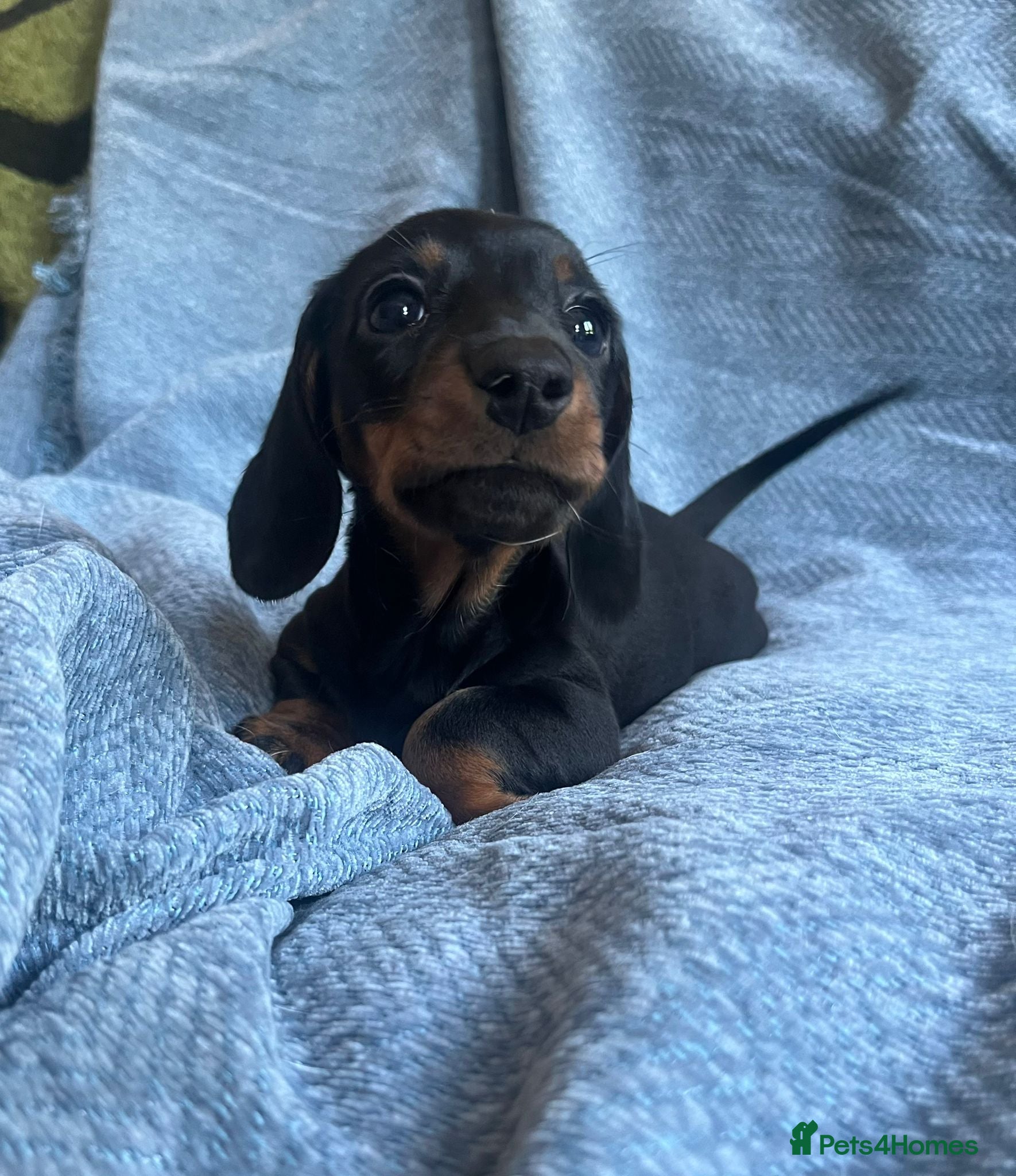 Miniature Dachshund dogs Gorgeous kaninchen/miniature puppies - Advert 15