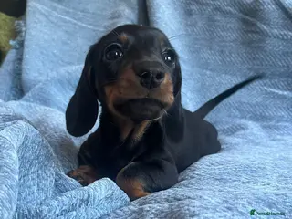 Miniature Dachshund dogs Gorgeous kaninchen/miniature puppies - Advert 15