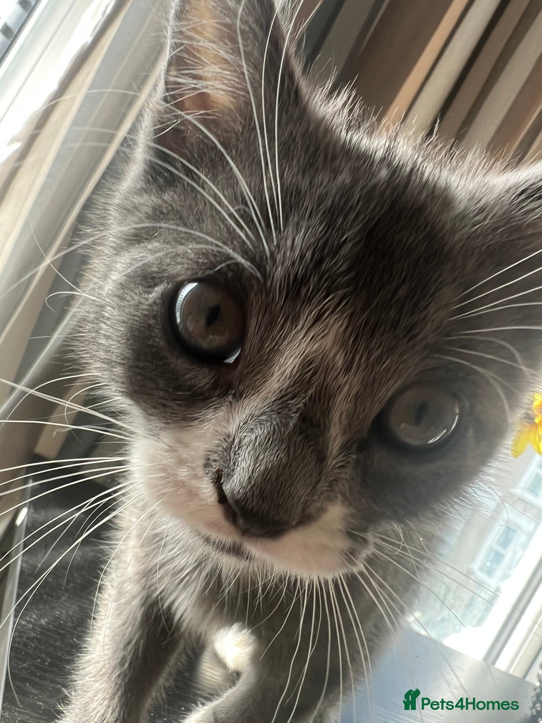 Domestic Shorthair cats for sale: Grey & white Kitten for sale - Advert 5