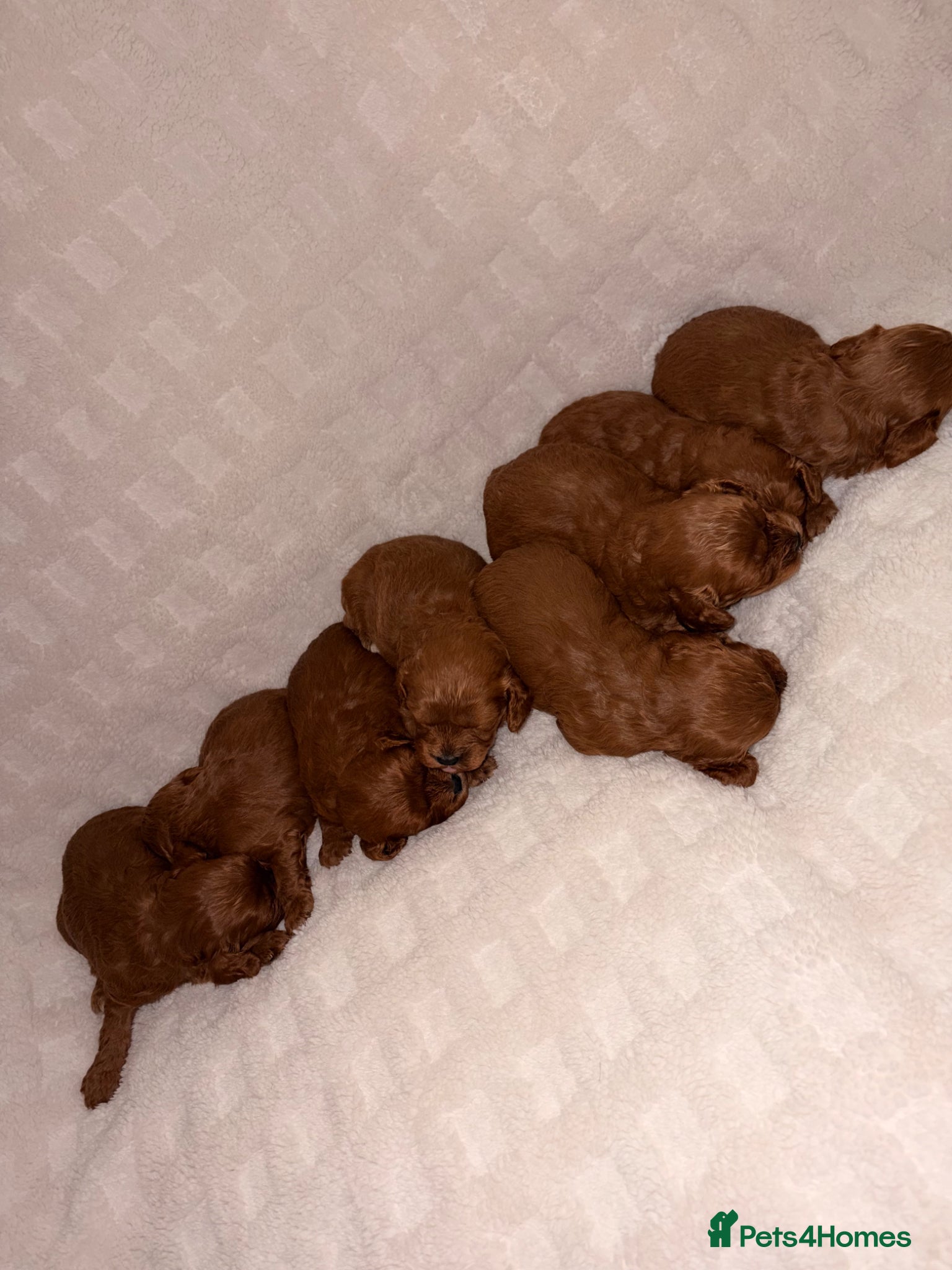 Cavapoo dogs 5⭐️ toy cavapoo puppy’s  - Advert 4