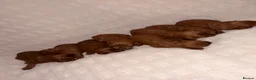 Cavapoo dogs for sale: 5⭐️ toy cavapoo puppy’s  - Advert 1