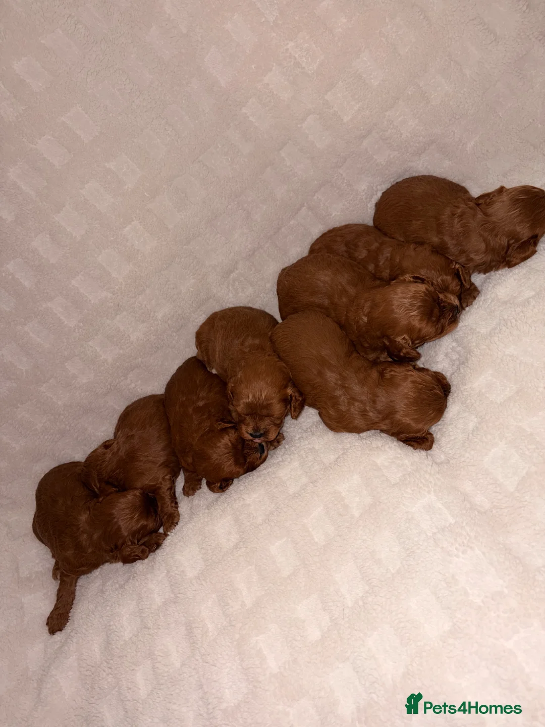 Cavapoo dogs for sale: 5⭐️ toy cavapoo puppy’s  - Advert 1