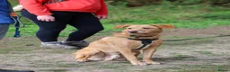 Mixed Breed dogs for adoption: Marvellous Moose - Advert 2