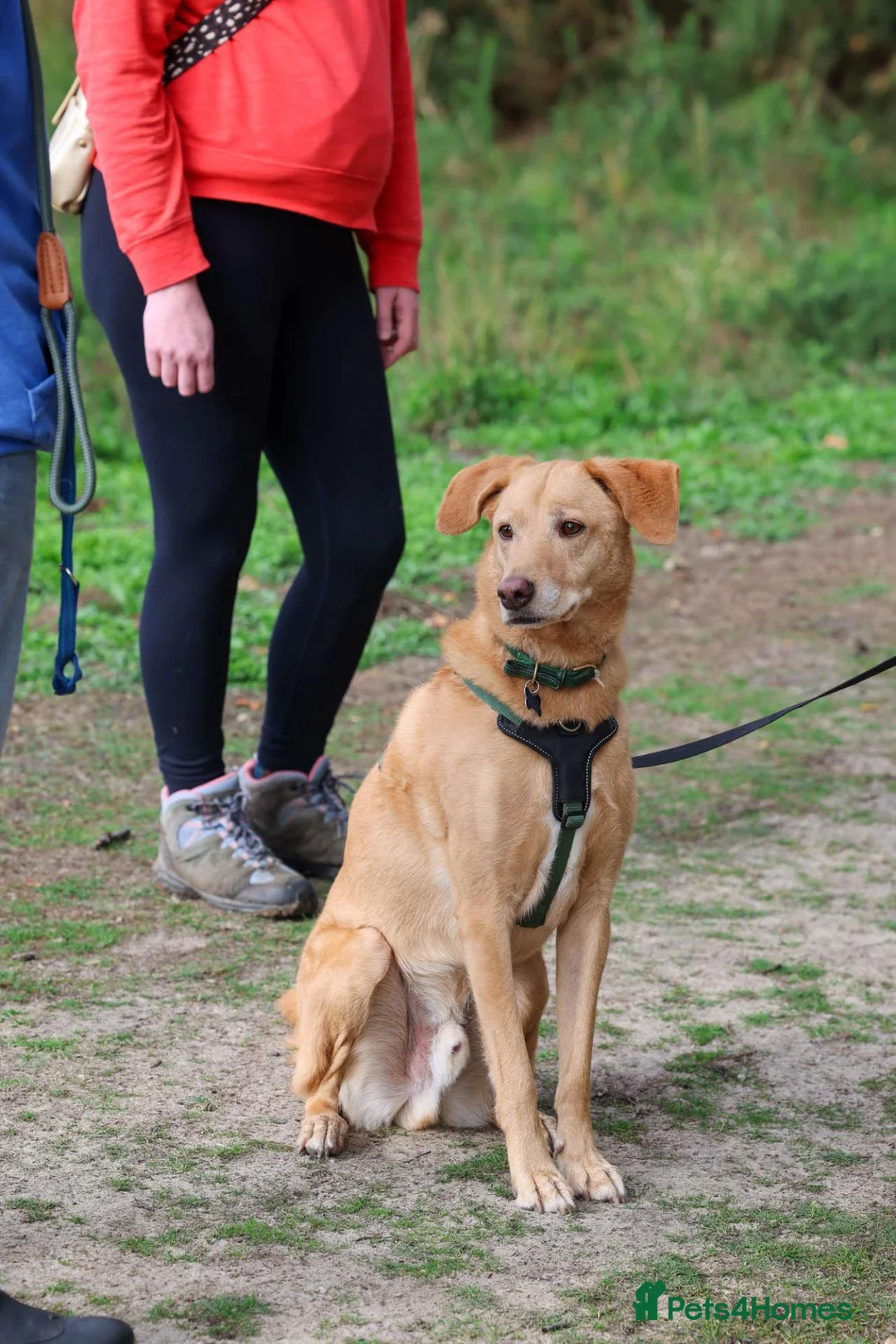 Mixed Breed dogs for adoption: Marvellous Moose - Advert 2