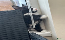 Maine Coon cats for sale: Gorgeous little boy urgent sell moving house  - Image 2