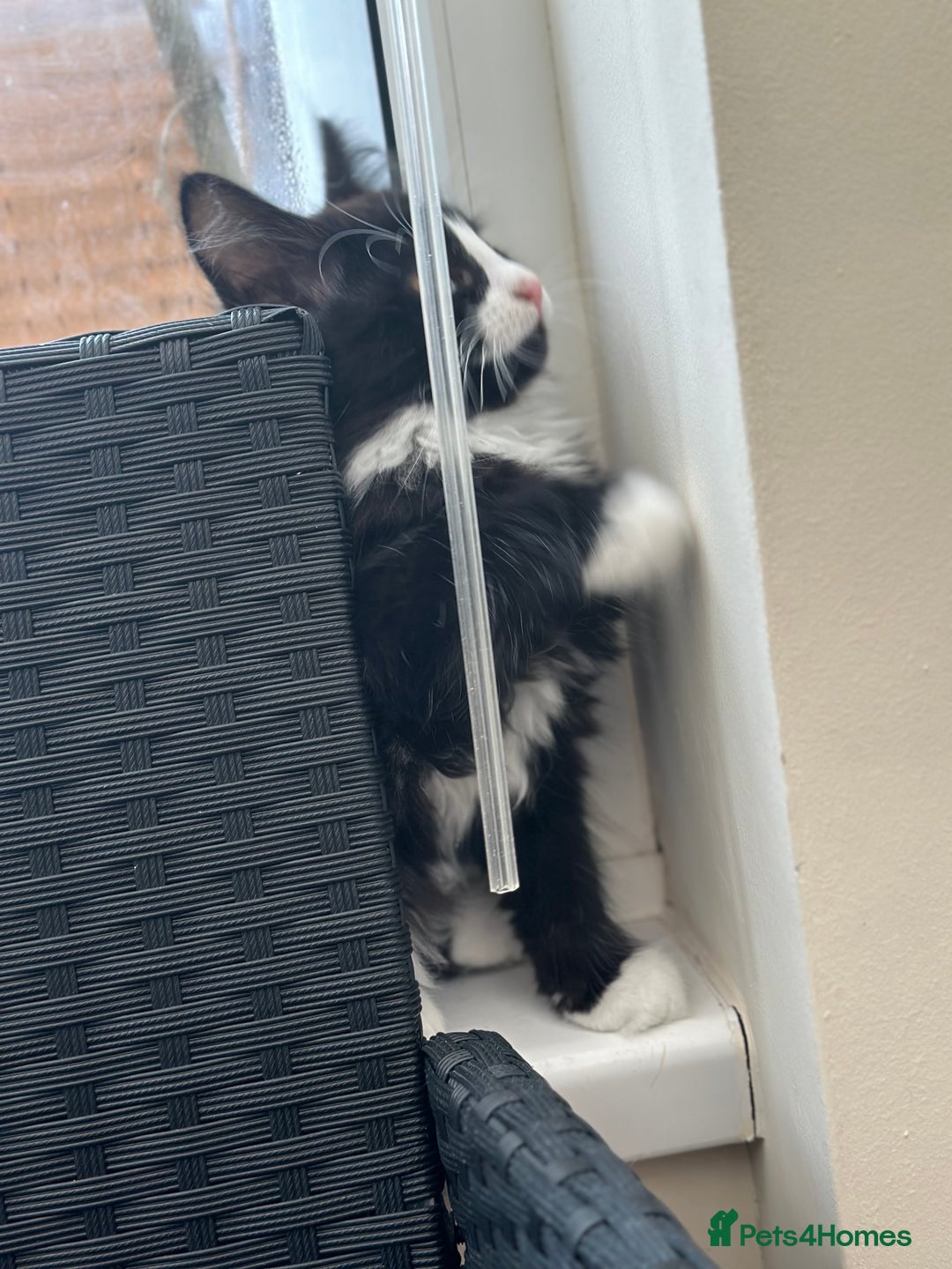 Maine Coon cats for sale: Gorgeous little boy urgent sell moving house  - Image 2