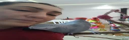 Parrots birds for sale: Amazing African gray parrots available  in Manchester - Advert 5