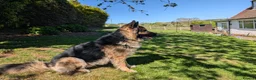 German Shepherd dogs for stud: Our beautiful German Shepard available to stud.  in Richmond - Advert 4