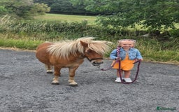 Shetland pony horses for sale: Beautiful 7h Mini shetland Gelding  - Image 15