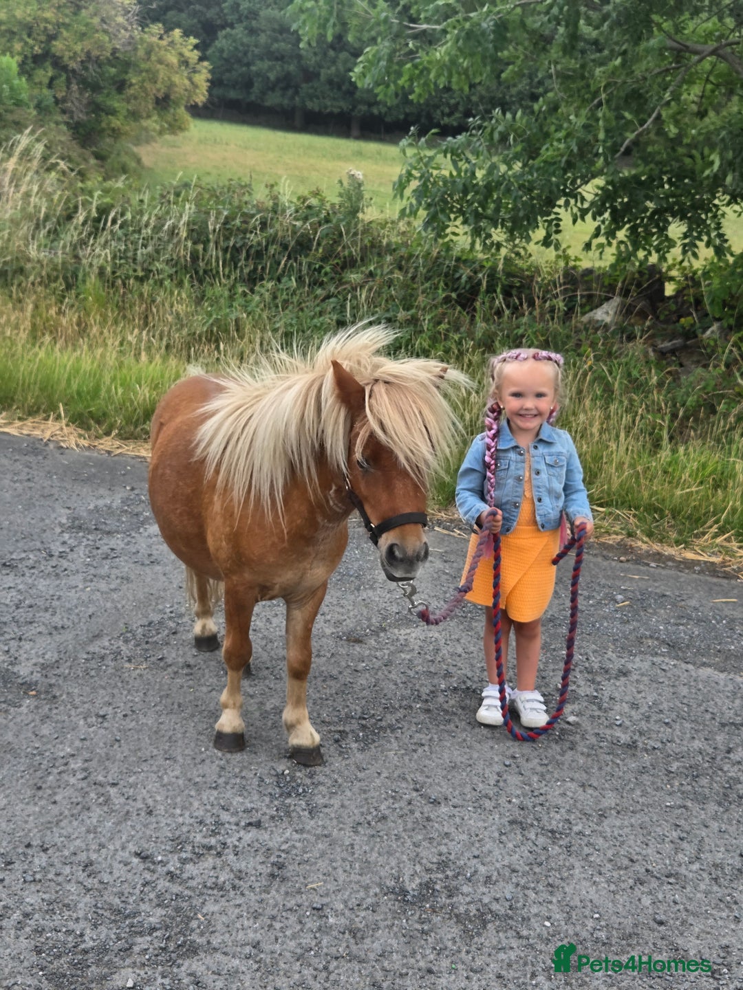 Shetland pony horses for sale: Beautiful 7h Mini shetland Gelding  - Image 15