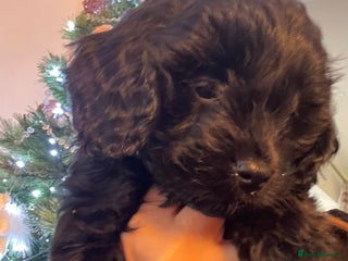 Cavapoo dogs Cavapoo - Advert 16