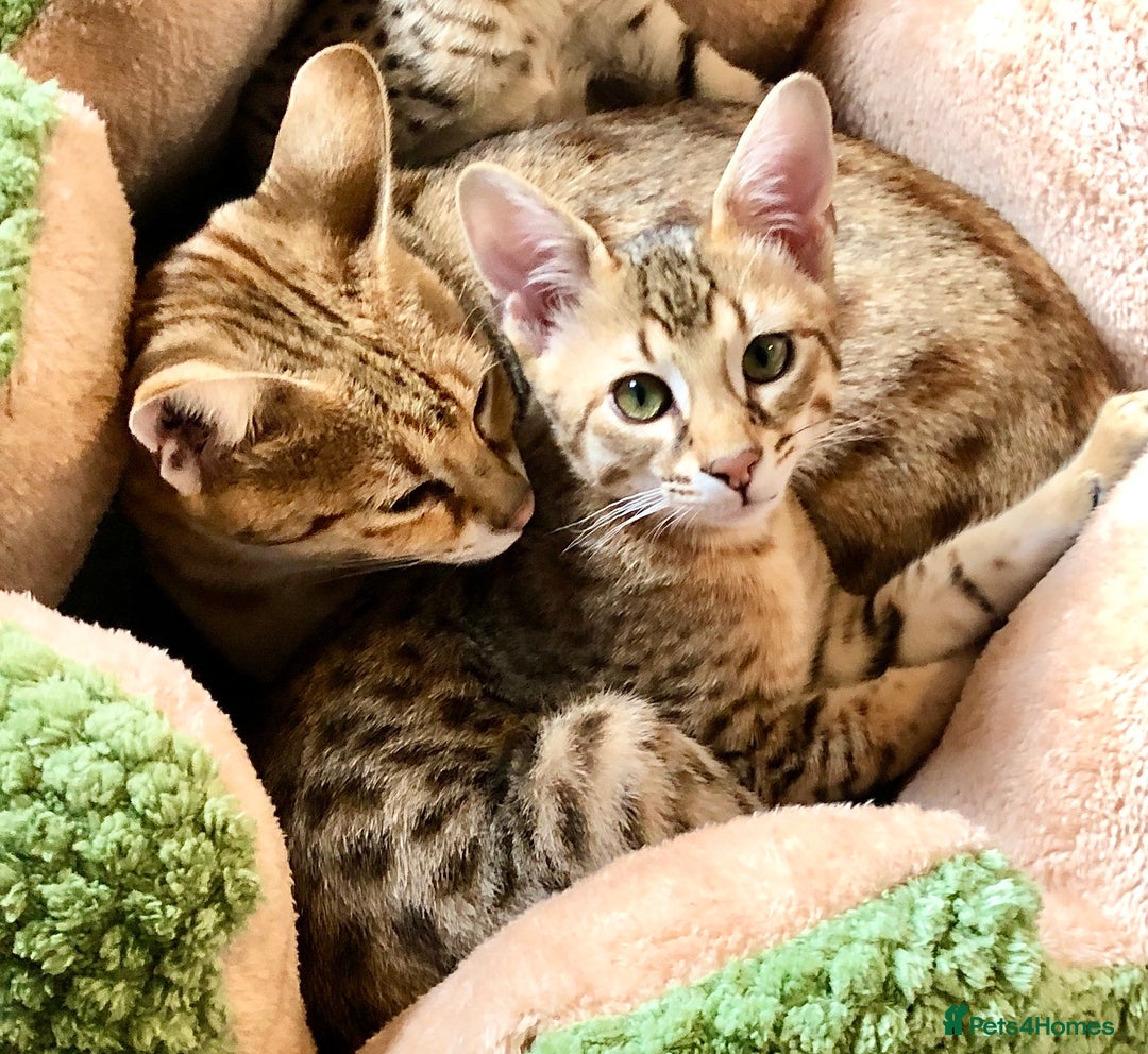 Savannah cats for sale: Beautiful full pedigree savannah kittens  - Advert 1