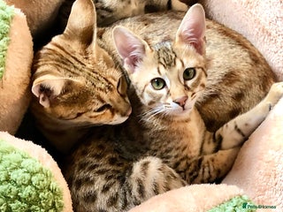 Savannah cats - Advert 3