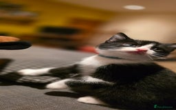 Mixed Breed cats for sale: Four handsome boys ready for their new home - Image 1