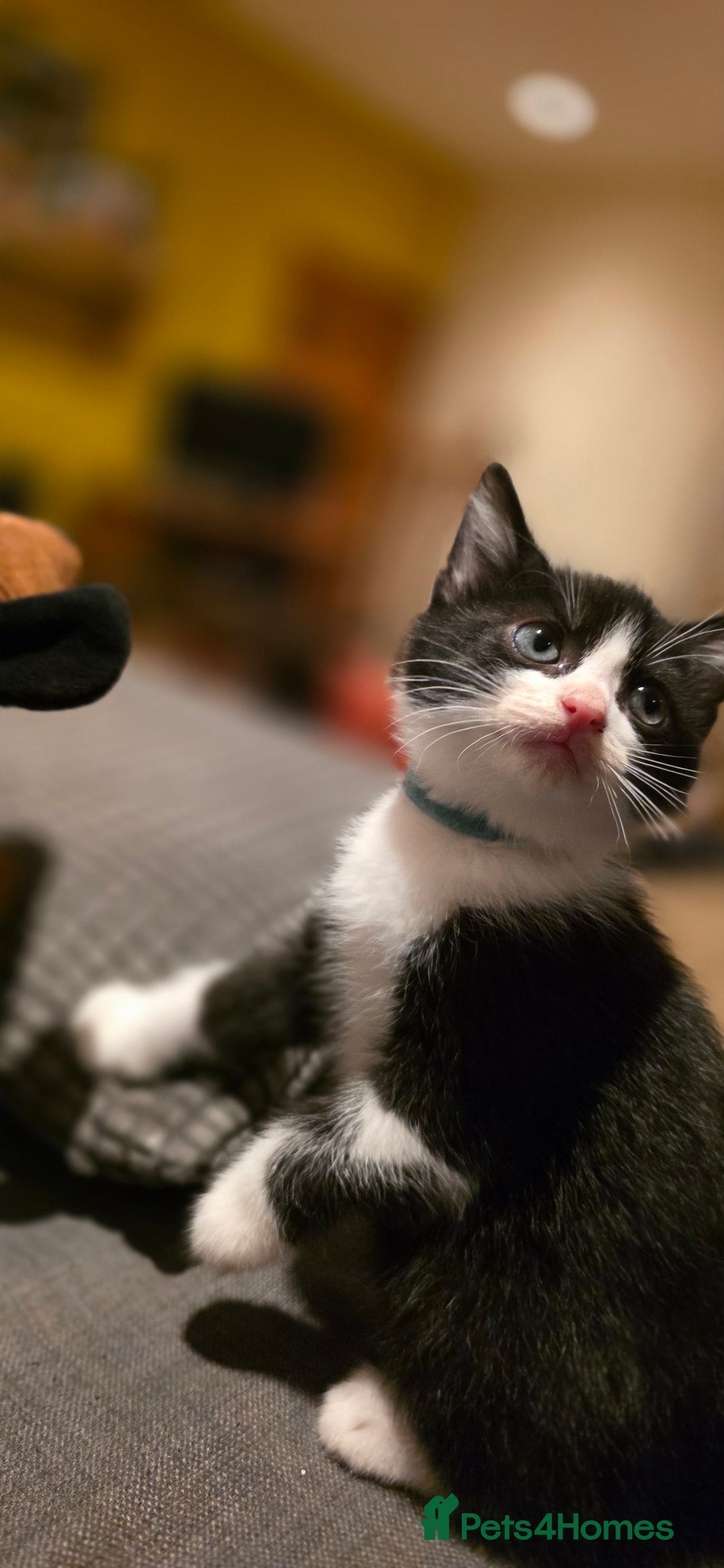 Mixed Breed cats for sale: Four handsome boys ready for their new home - Image 1