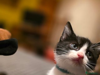 Mixed Breed cats - Advert 36