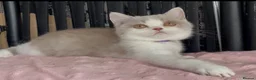 British Shorthair cats for sale: Beautiful Champion line BSH two girls  - Advert 7