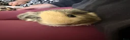 Guinea Pig rodents for sale: 2 male guinea pigs  - Advert 3