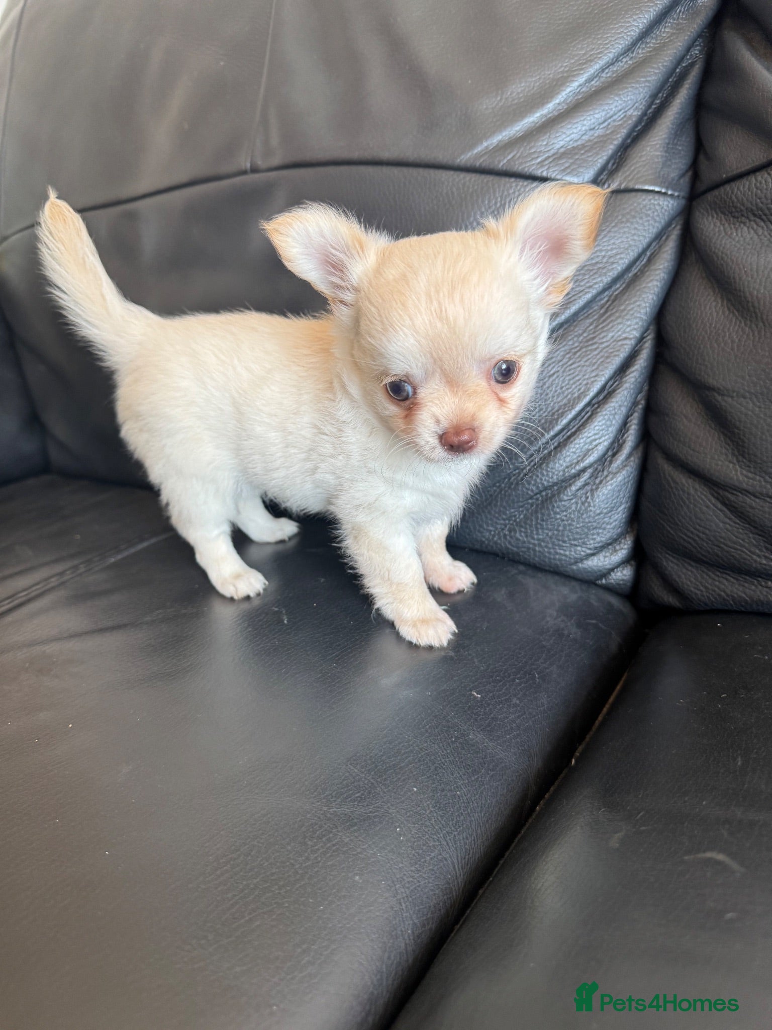 Chihuahua dogs Gorgeous Chihuahua boy puppy - Advert 12