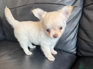 Chihuahua dogs Gorgeous Chihuahua boy puppy - Advert 12