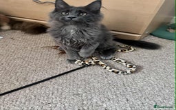 Maine Coon cats for sale: Stunning Maine Coon Kittens (Tica Registered)  in Colchester - Image 26