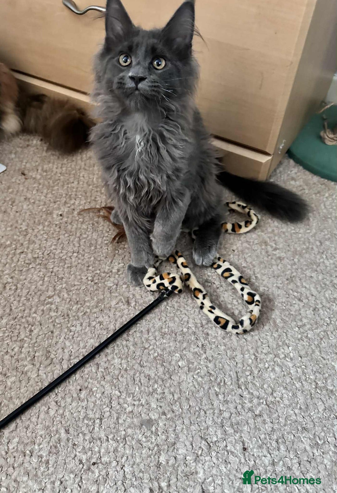 Maine Coon cats for sale: Stunning Maine Coon Kittens (Tica Registered)  in Colchester - Image 26