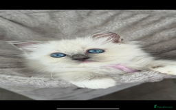 Ragdoll cats for sale: Ragdoll kittens ready now  - Image 1