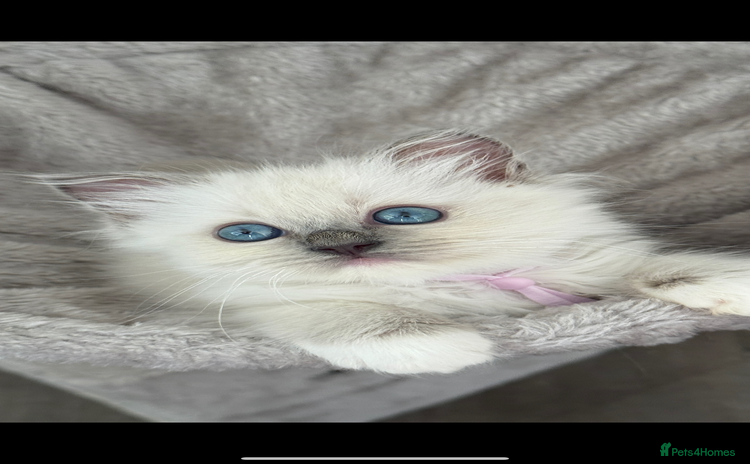 Ragdoll cats for sale - Advert 1