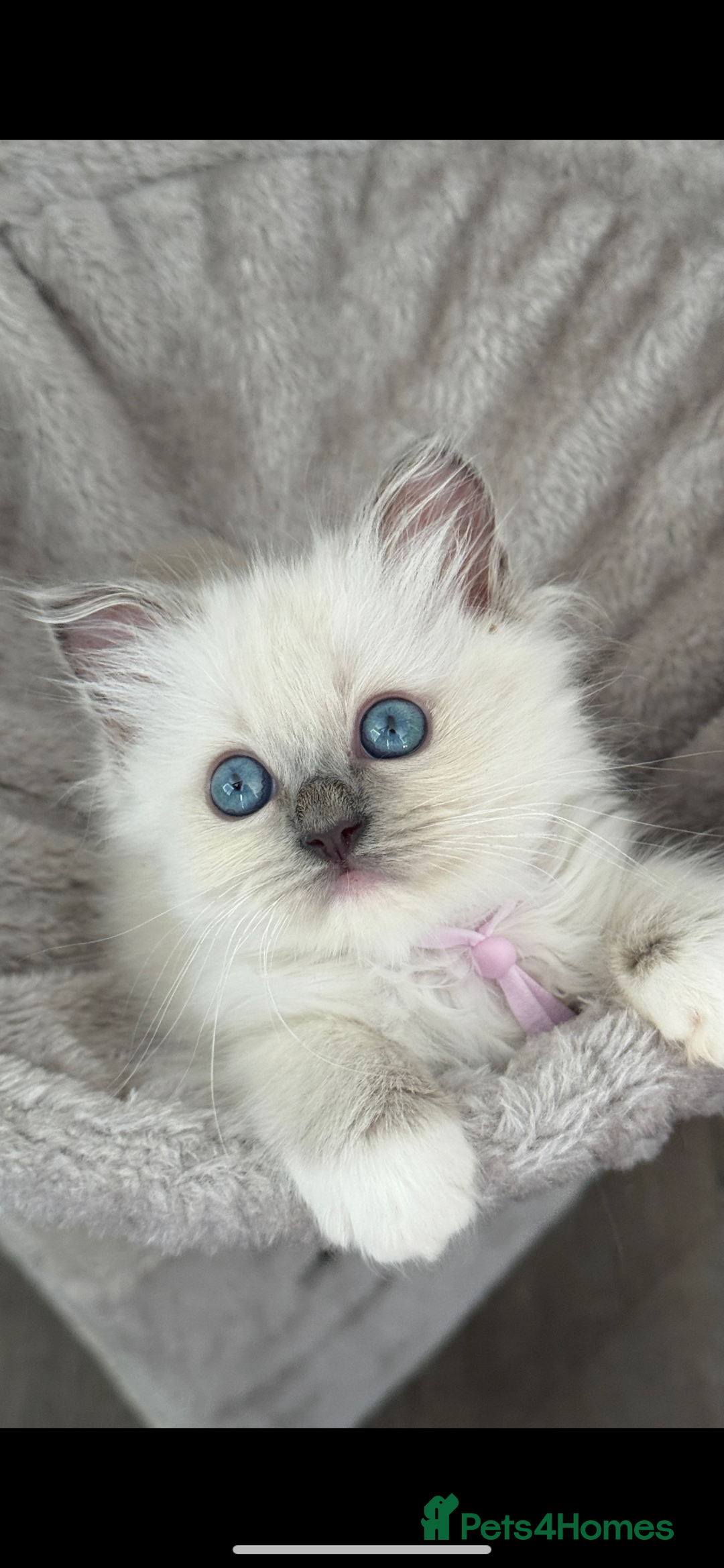 Ragdoll cats for sale: Ragdoll kittens ready now  - Image 1