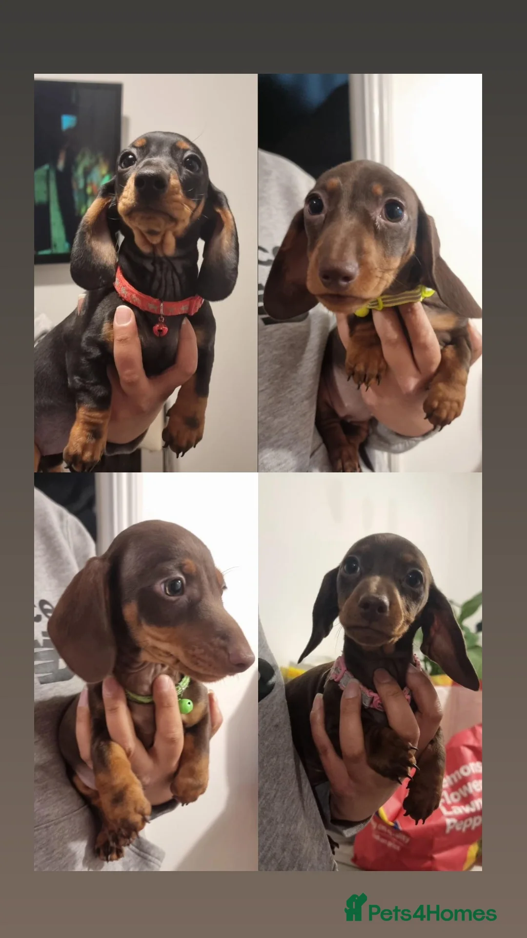 Miniature Dachshund dogs **READY TO GO** Miniature dachshund puppies  - Advert 18