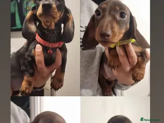 Miniature Dachshund dogs **READY TO GO** Miniature dachshund puppies - Advert 18