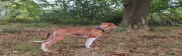 Mixed Breed dogs for sale: Saluki greyhound  in Stanley - Advert 3