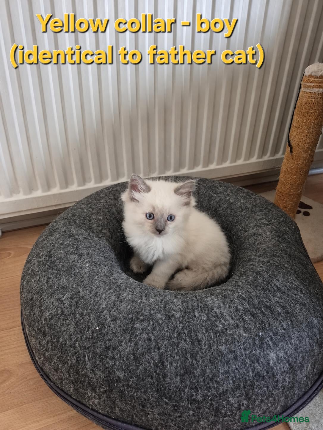 Ragdoll cats Ragdoll kittens (5 males/2 females) - Advert 2