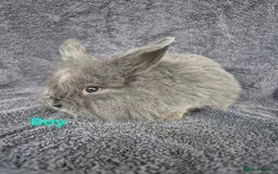 Mini Lion Lop rabbits for sale: Mini Lion Lop Buns looking for new homes - Image 9