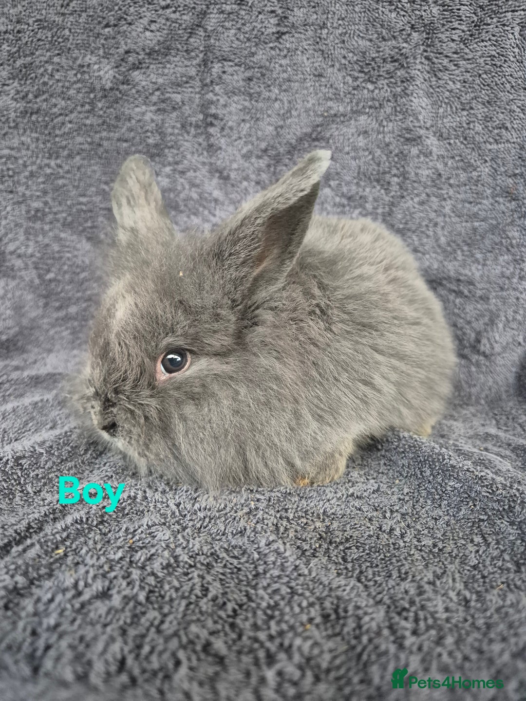 Mini Lion Lop rabbits for sale: Mini Lion Lop Buns looking for new homes - Image 9