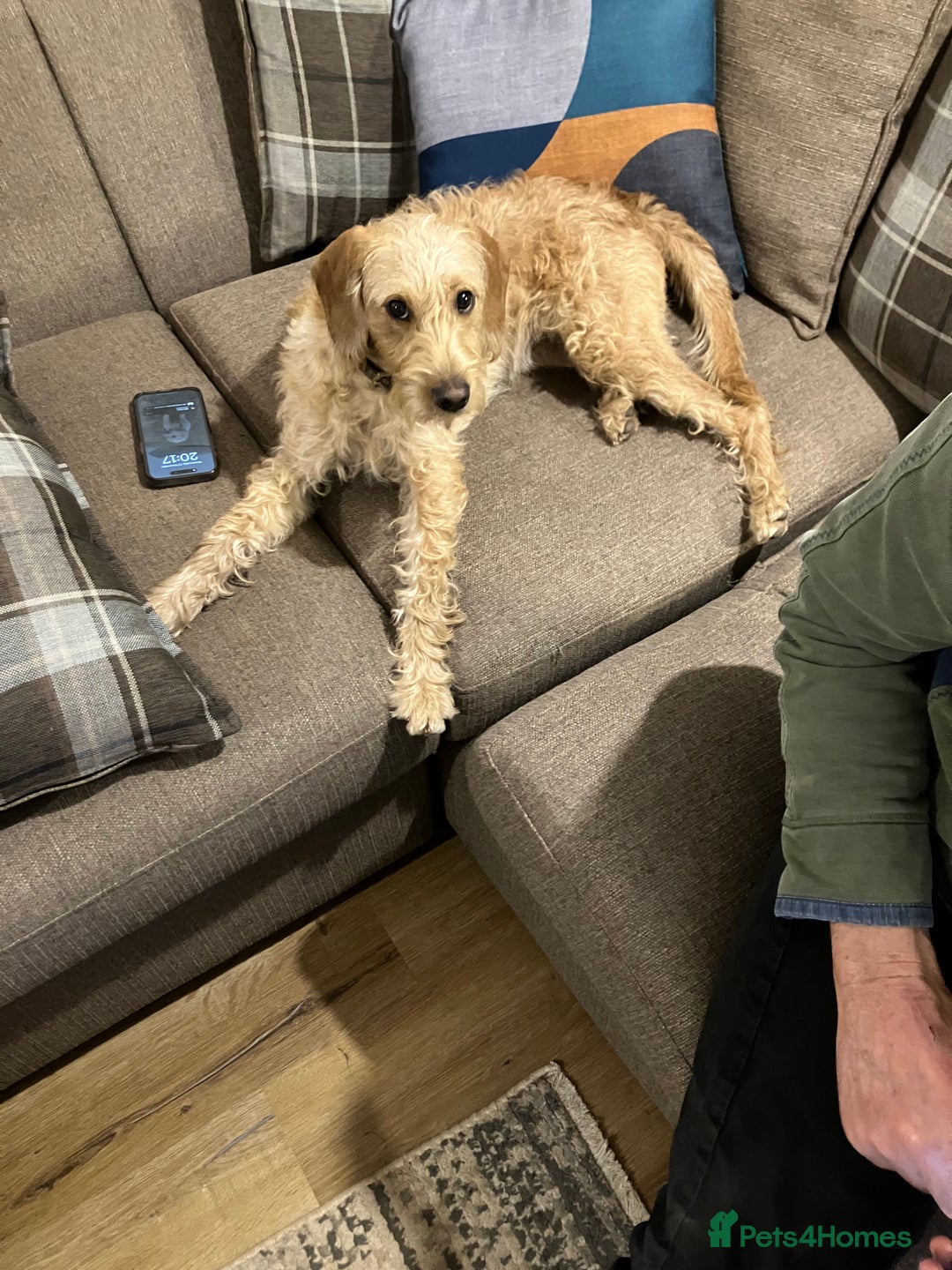 Hungarian Vizsla dogs for sale: VIZSIPOO puppies, Vizsla x Miniature Poodle - Image 9