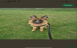 German Shepherd dogs for sale: Beautiful 3 year old female German Shepard  in Snodland - Image 5