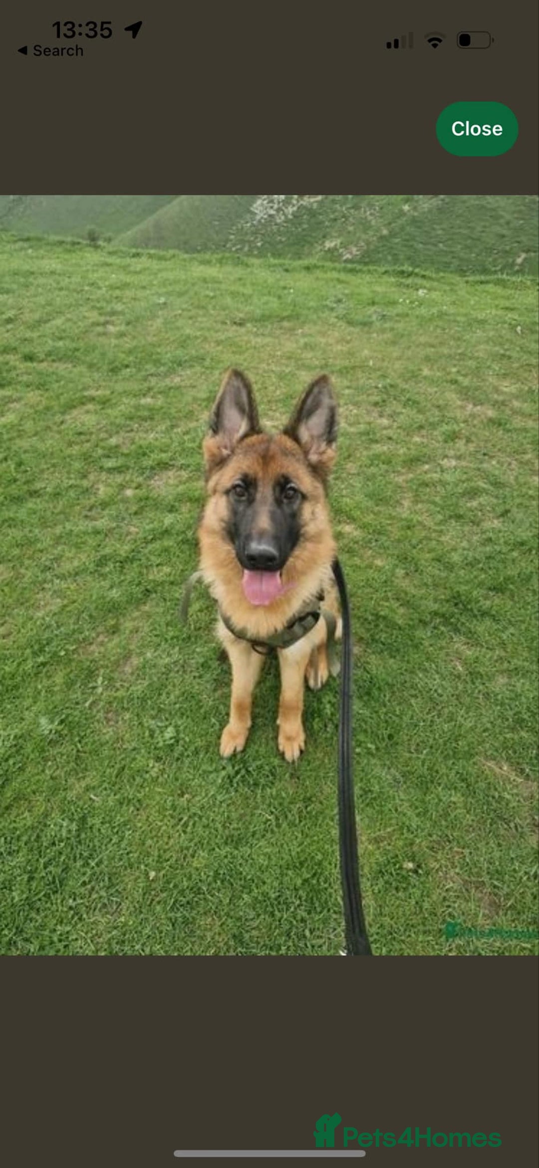 German Shepherd dogs for sale: Beautiful 3 year old female German Shepard  in Snodland - Image 5