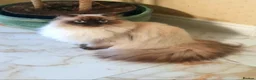 Persian cats for sale: Beautiful adult Persian - Advert 3