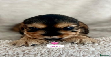 Cocker Spaniel dogs - Advert 7