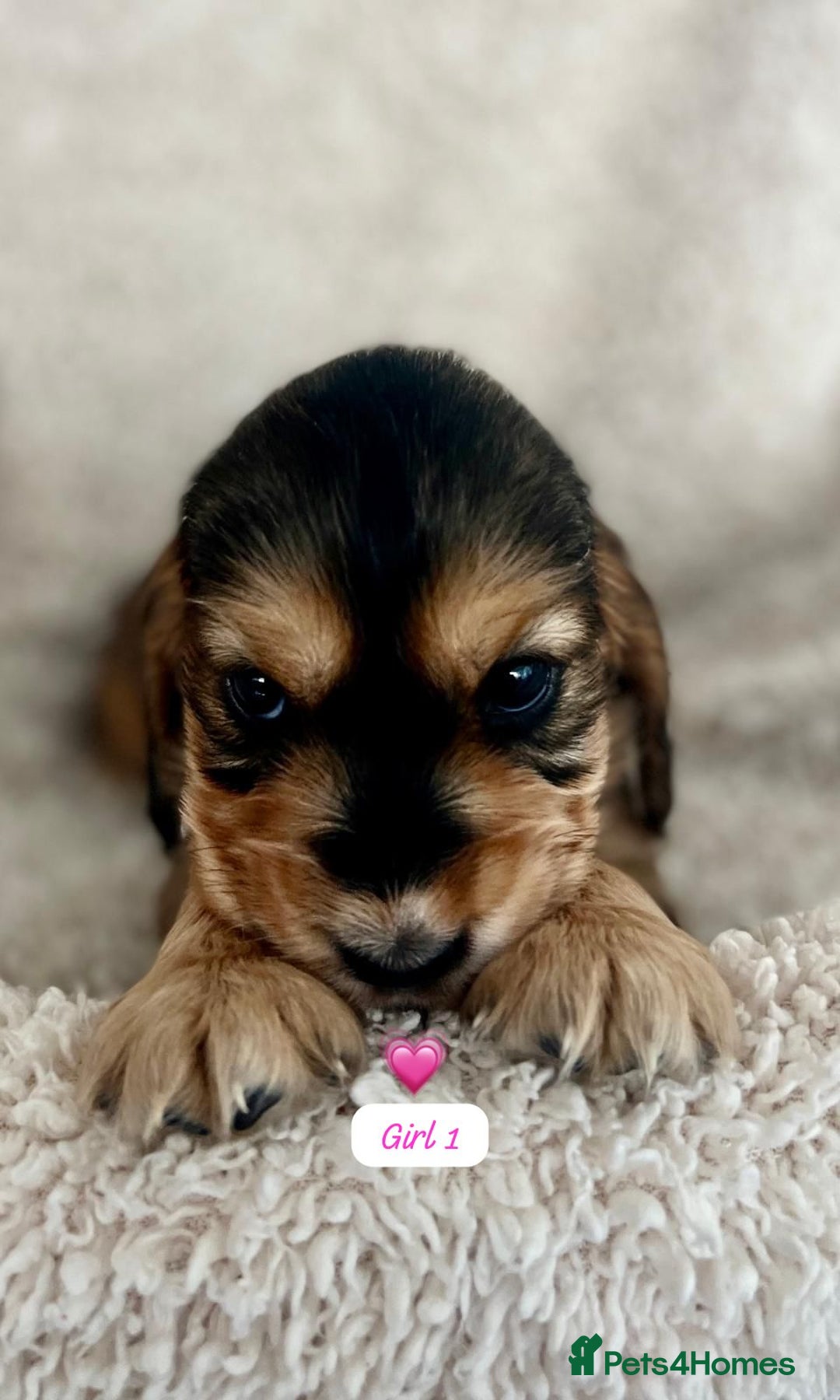 Cocker Spaniel dogs for sale: 🐾 Adorable Cocker Spaniel Puppies for Sale! 🐾  - Image 2