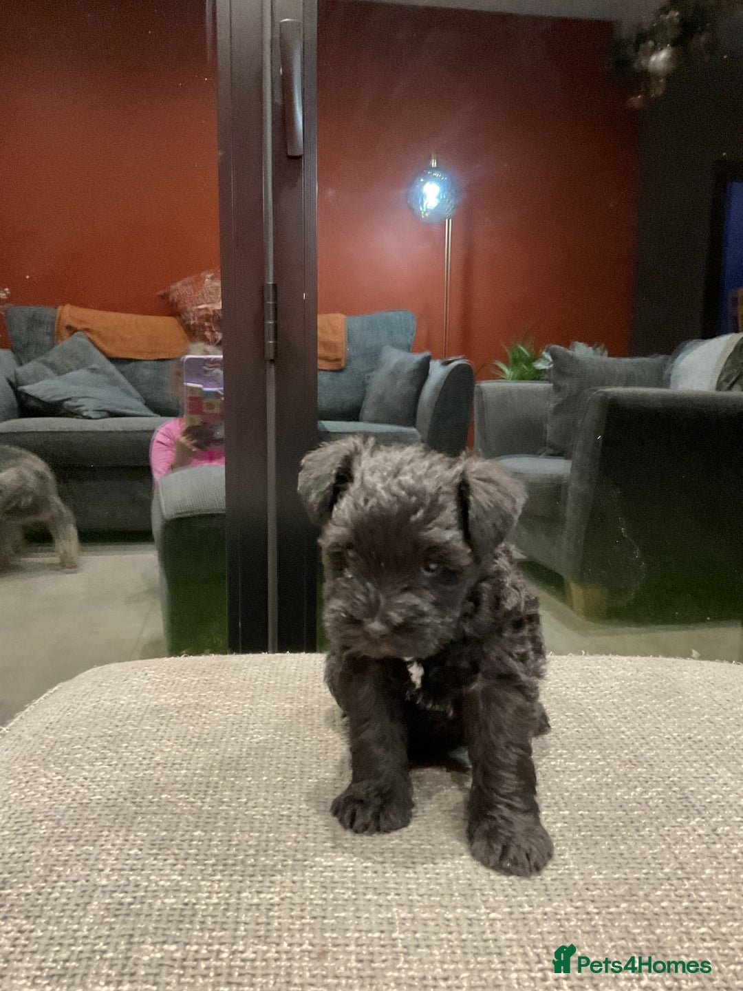 Miniature Schnauzer dogs for sale: Miniature Schnauzer pups - Advert 3