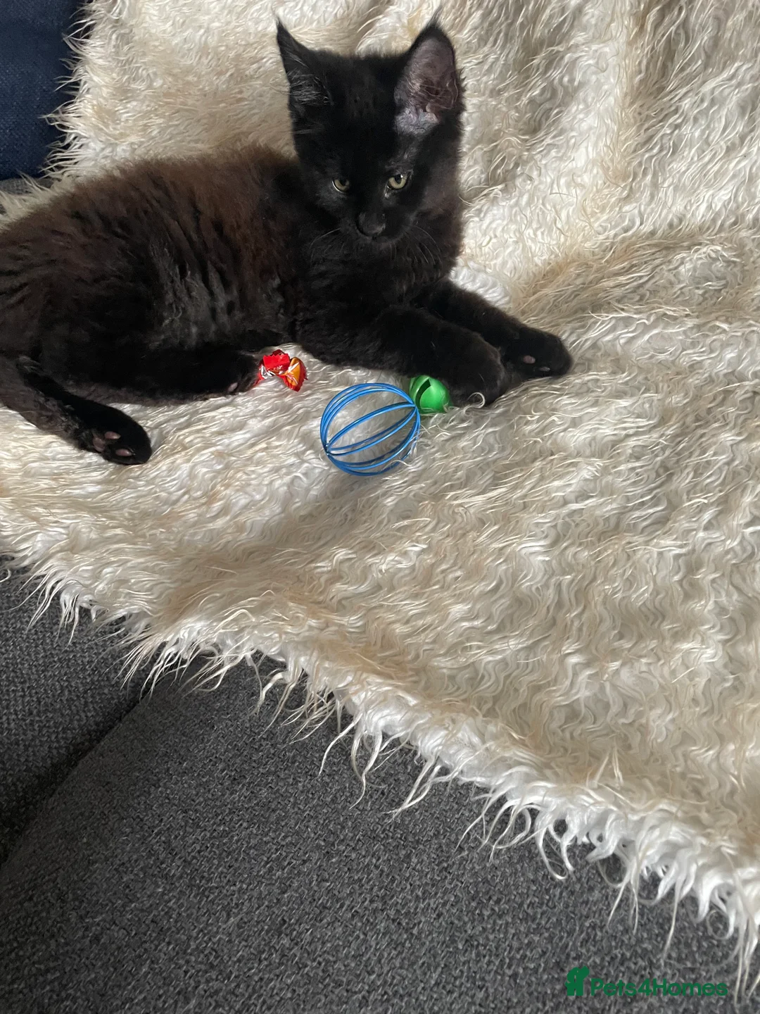 Maine Coon cats for sale: Maine Coon Kittens  - Advert 17