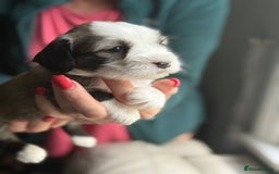 Tibetan Terrier dogs for sale: Gold Sable & White Tibetan Terrier Girl - Image 5