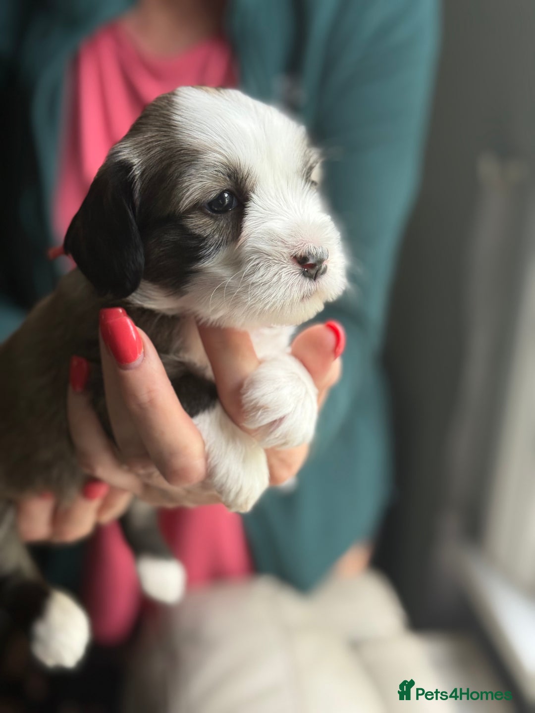 Tibetan Terrier dogs for sale: Gold Sable & White Tibetan Terrier Girl - Image 5