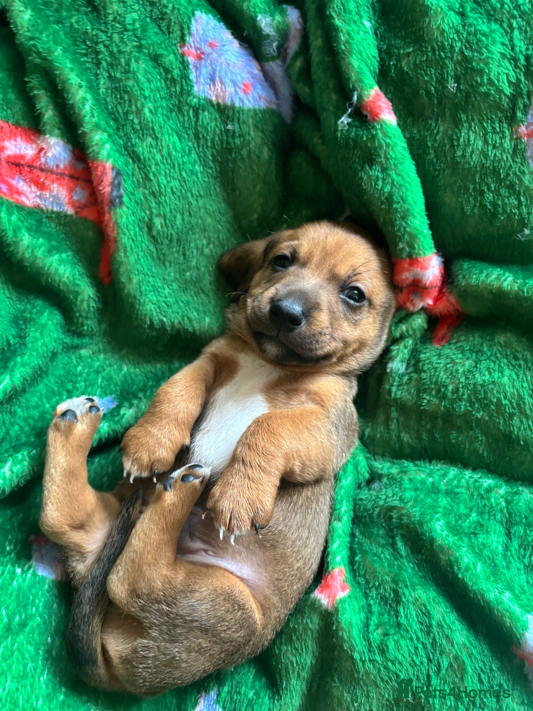 Miniature Dachshund dogs for sale: Dachshund x Jack Russell puppies (Jackshund) - Image 21