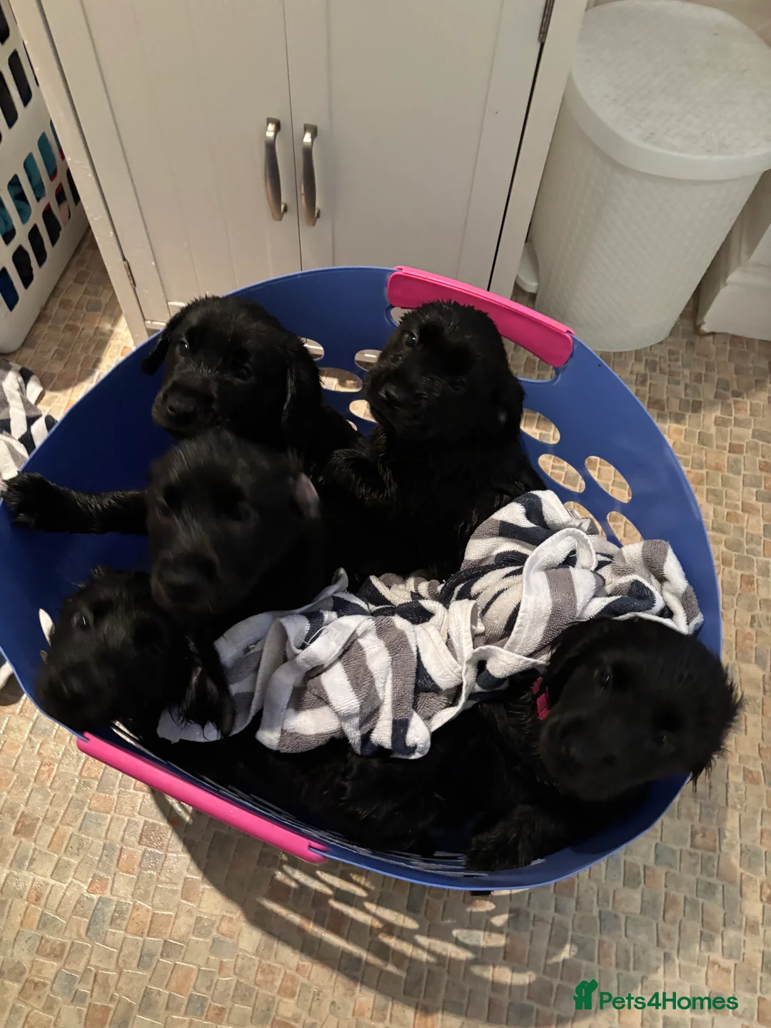 Mixed Breed dogs for sale: Cocker Spaniel cross Chow Chow puppies - Advert 12