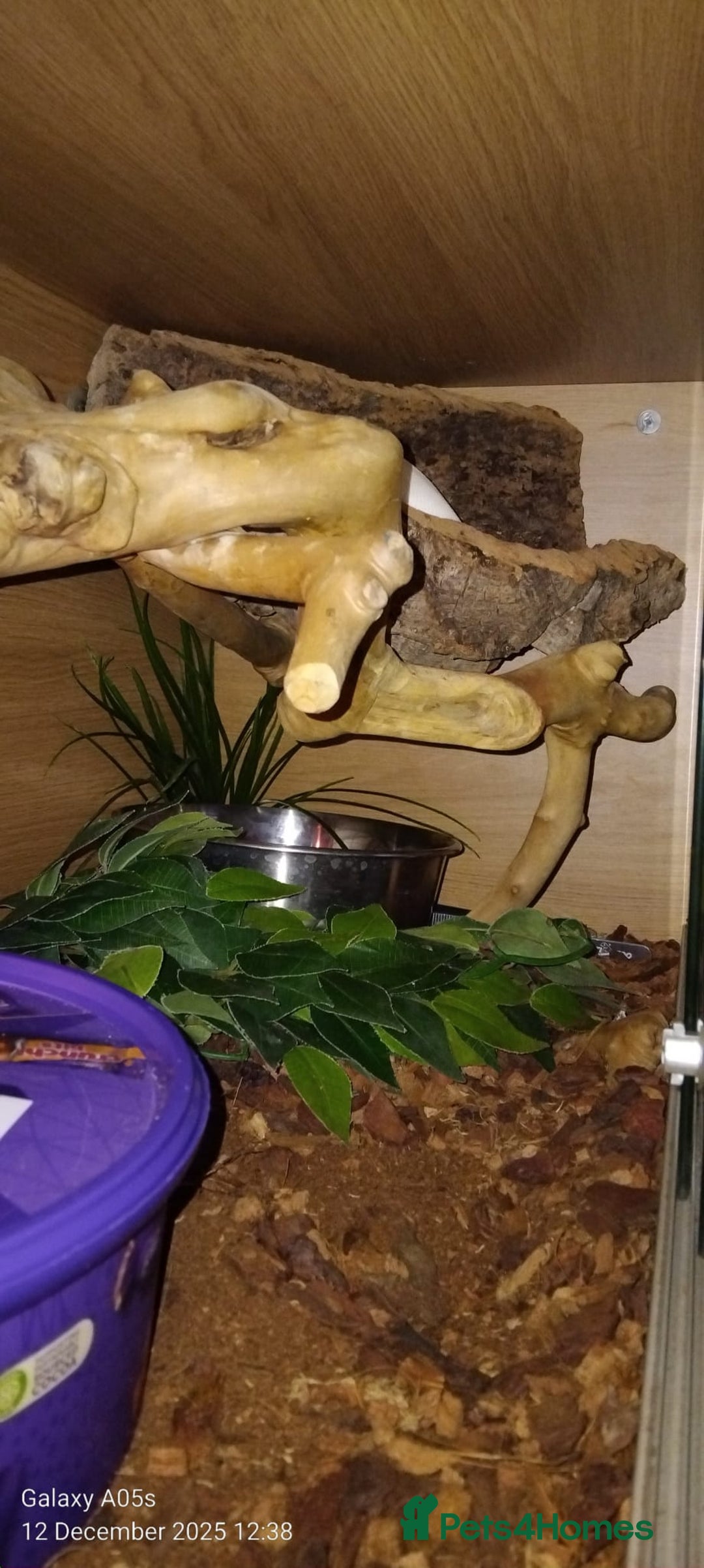 Python Snake reptiles for sale: Ball python  - Advert 6